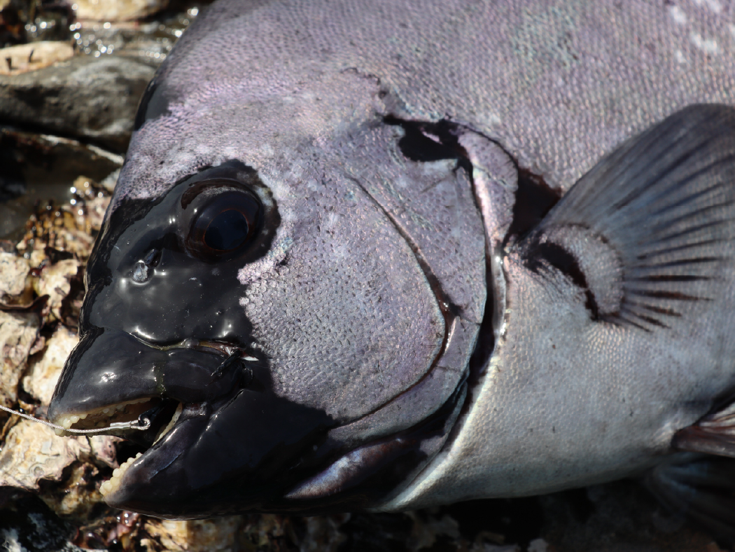 石鯛 | がまかつ