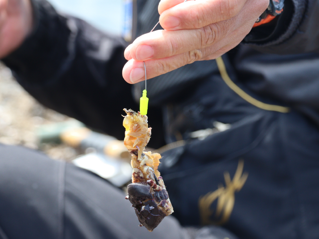 石鯛 | がまかつ