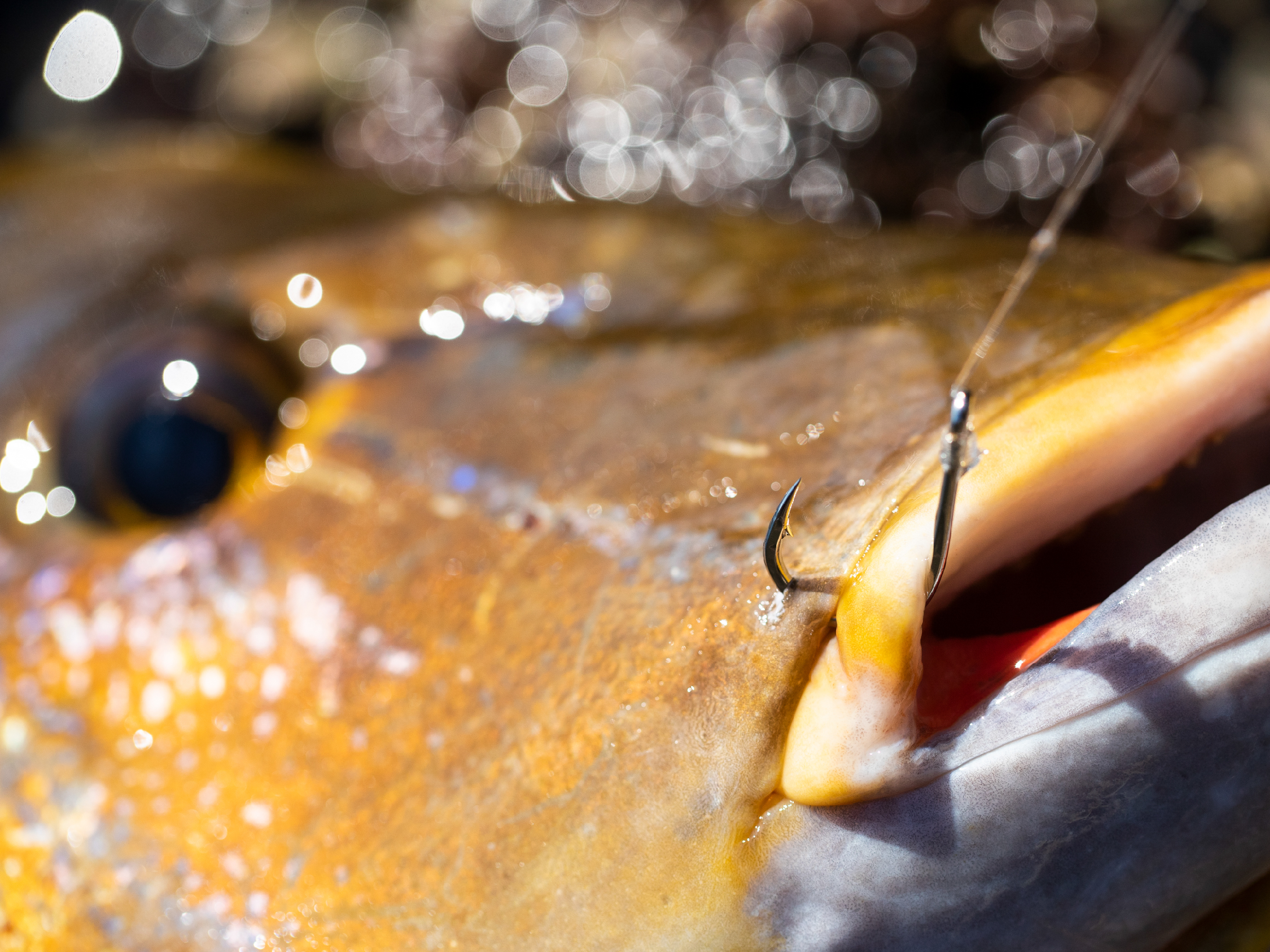 カルルさん専用 KP46 ガルルフィ (S)｜三英貿易株式会社