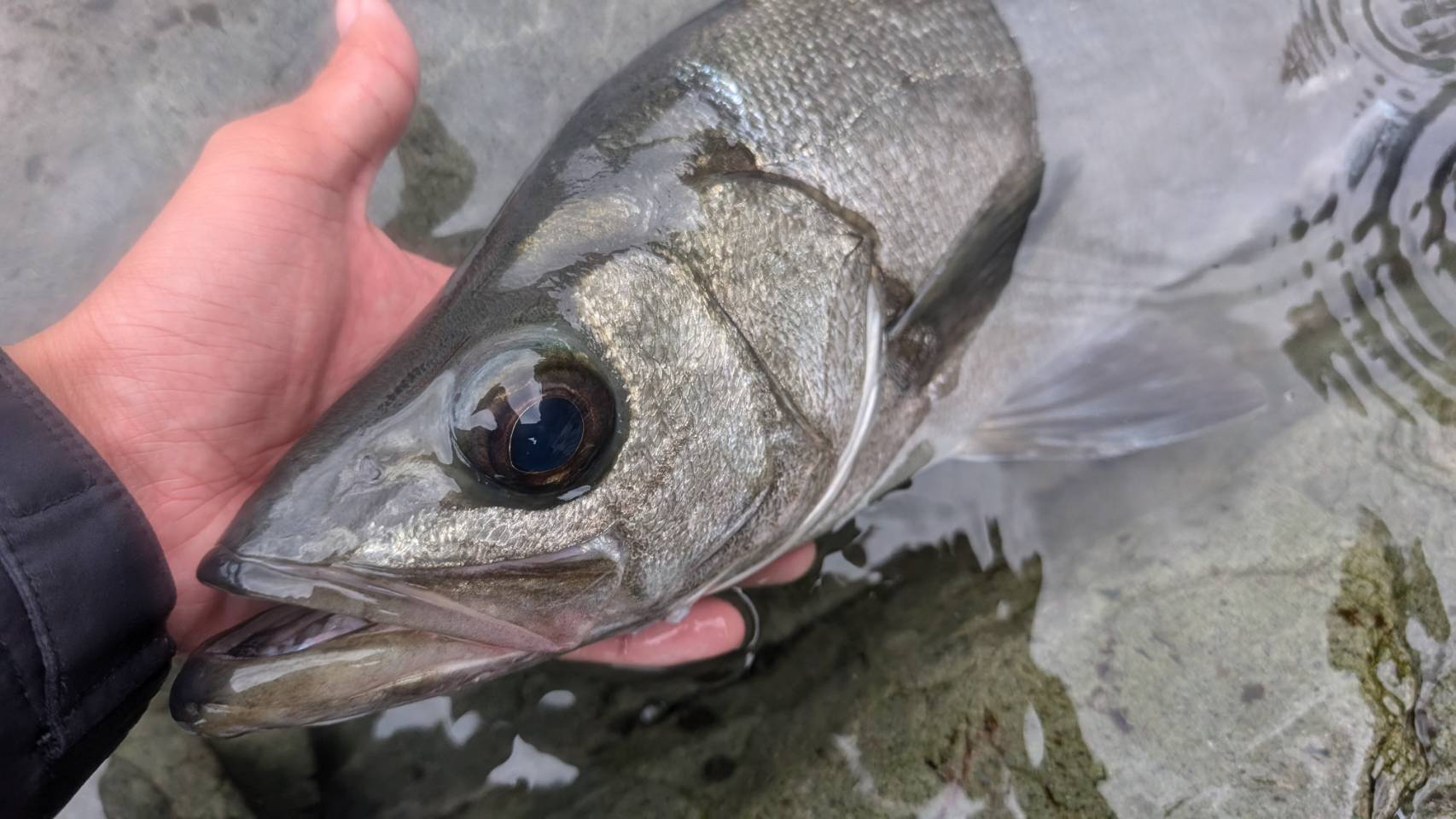 ヒラスズキ釣行(徳島県) | がまかつ
