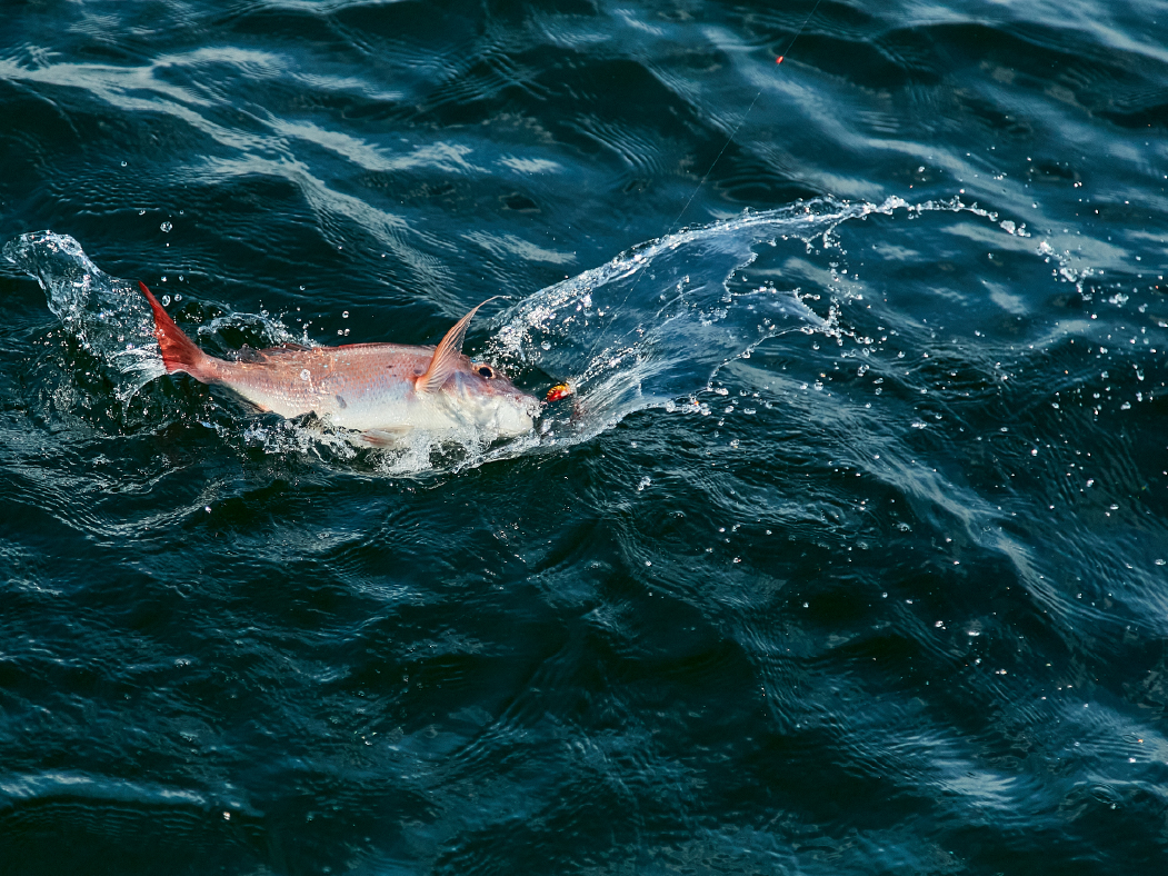 ラグゼ 桜幻 鯛テンヤ X | がまかつ