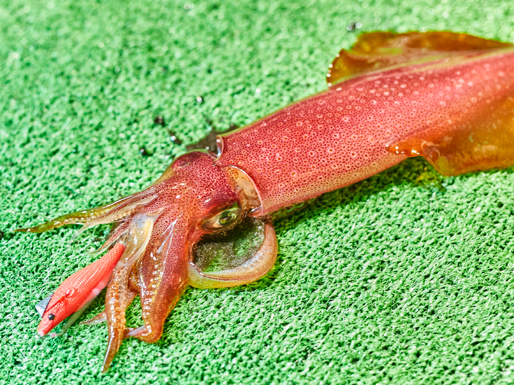 ラグゼ スピードメタル SS | がまかつ