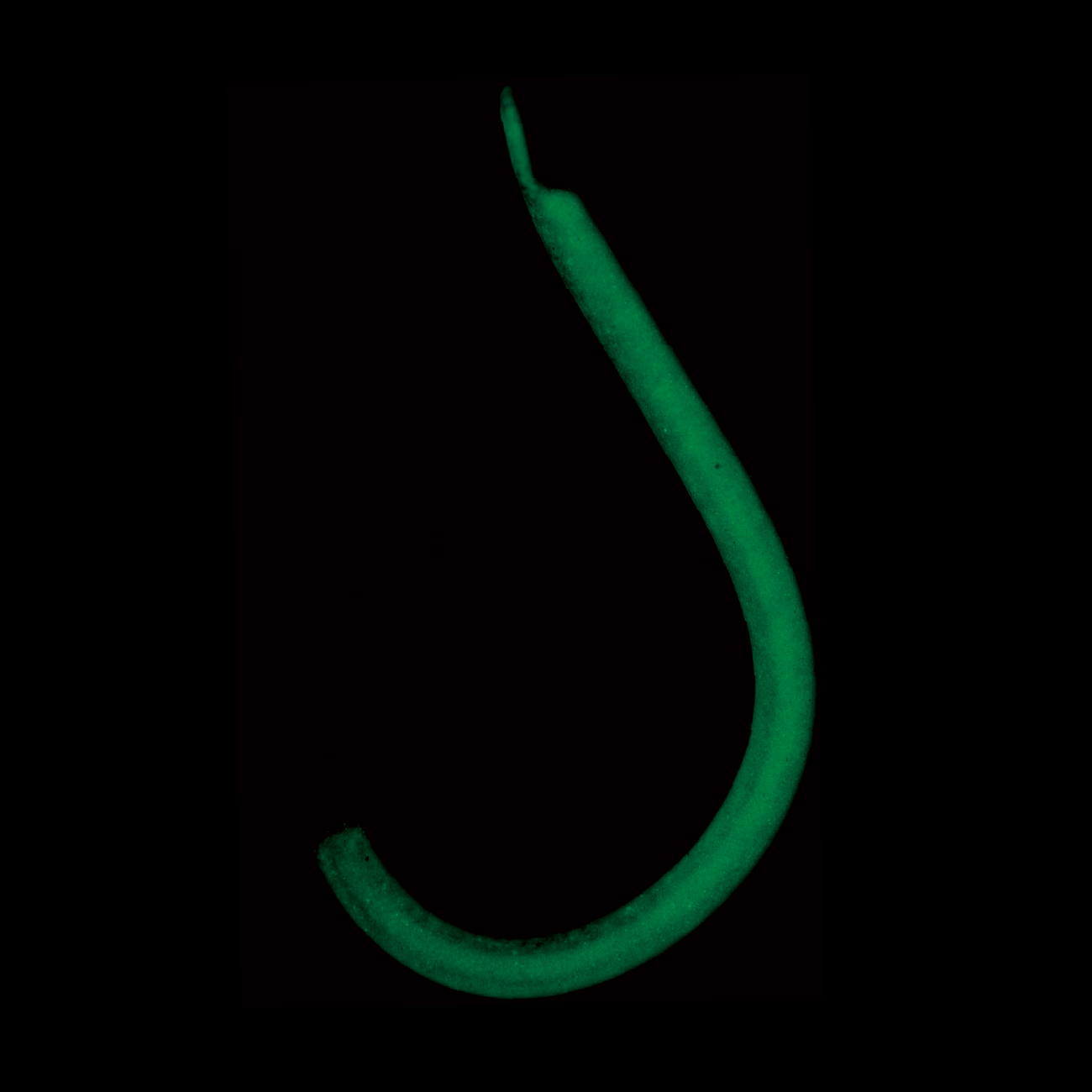 夜釣り王2 | がまかつ