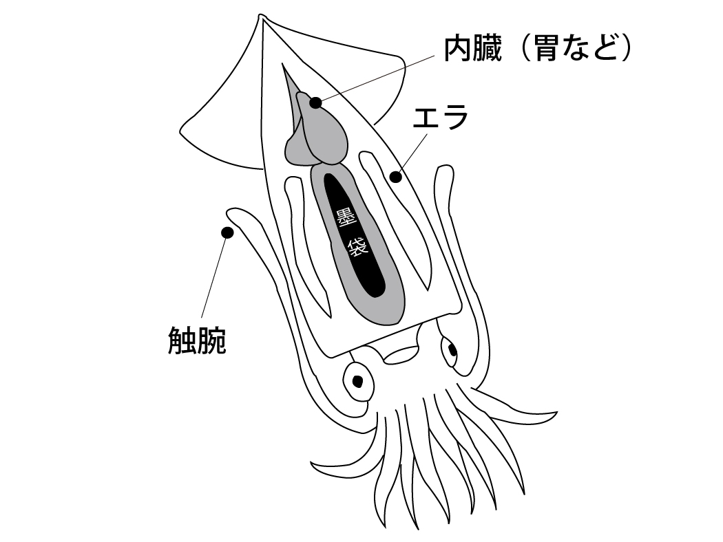 イカ墨フォーセップ22cm LE135 | がまかつ