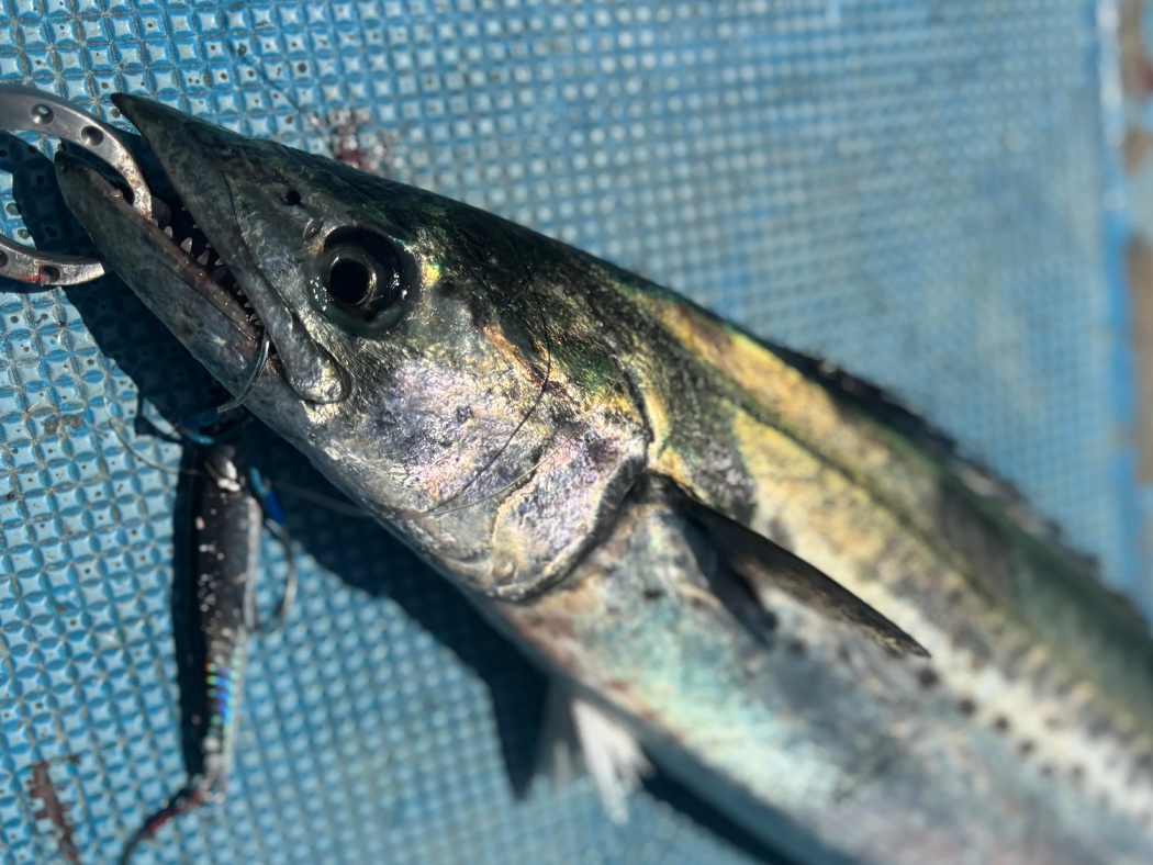 ラグゼ ソルケイド | がまかつ