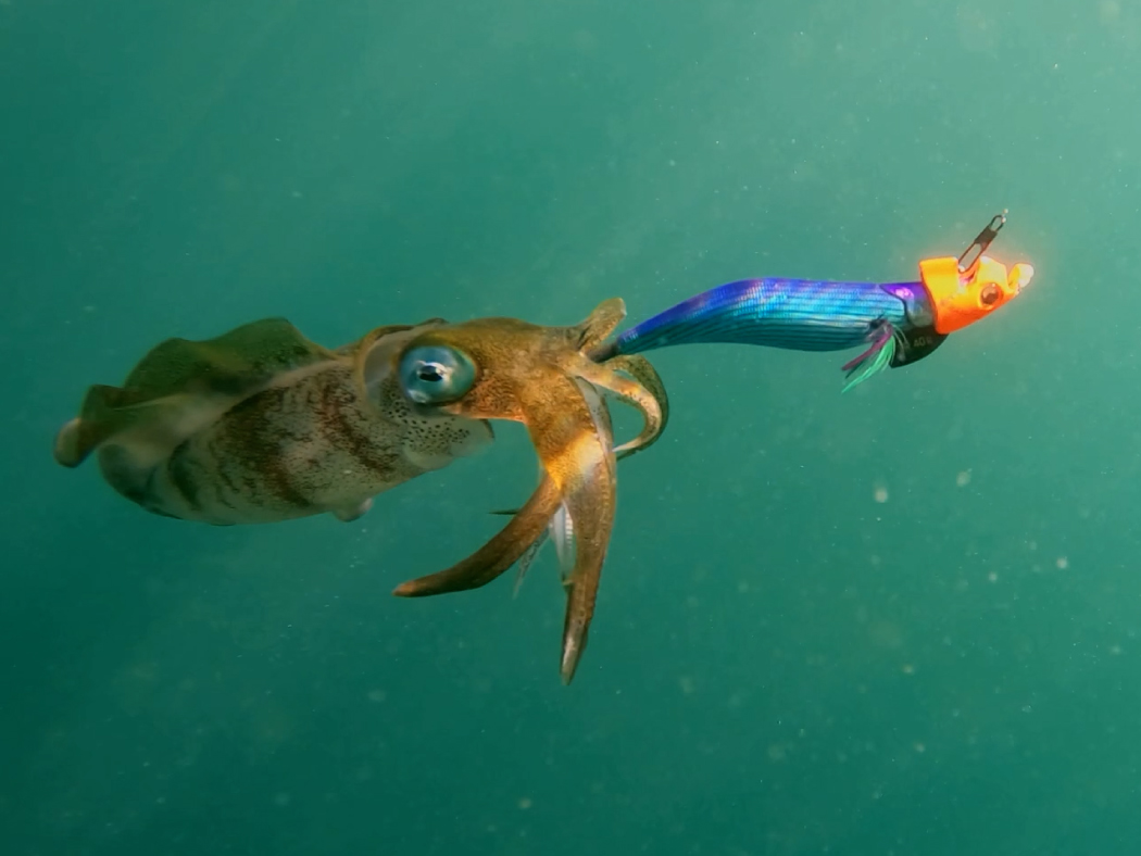 ラグゼ EGTR XX | がまかつ