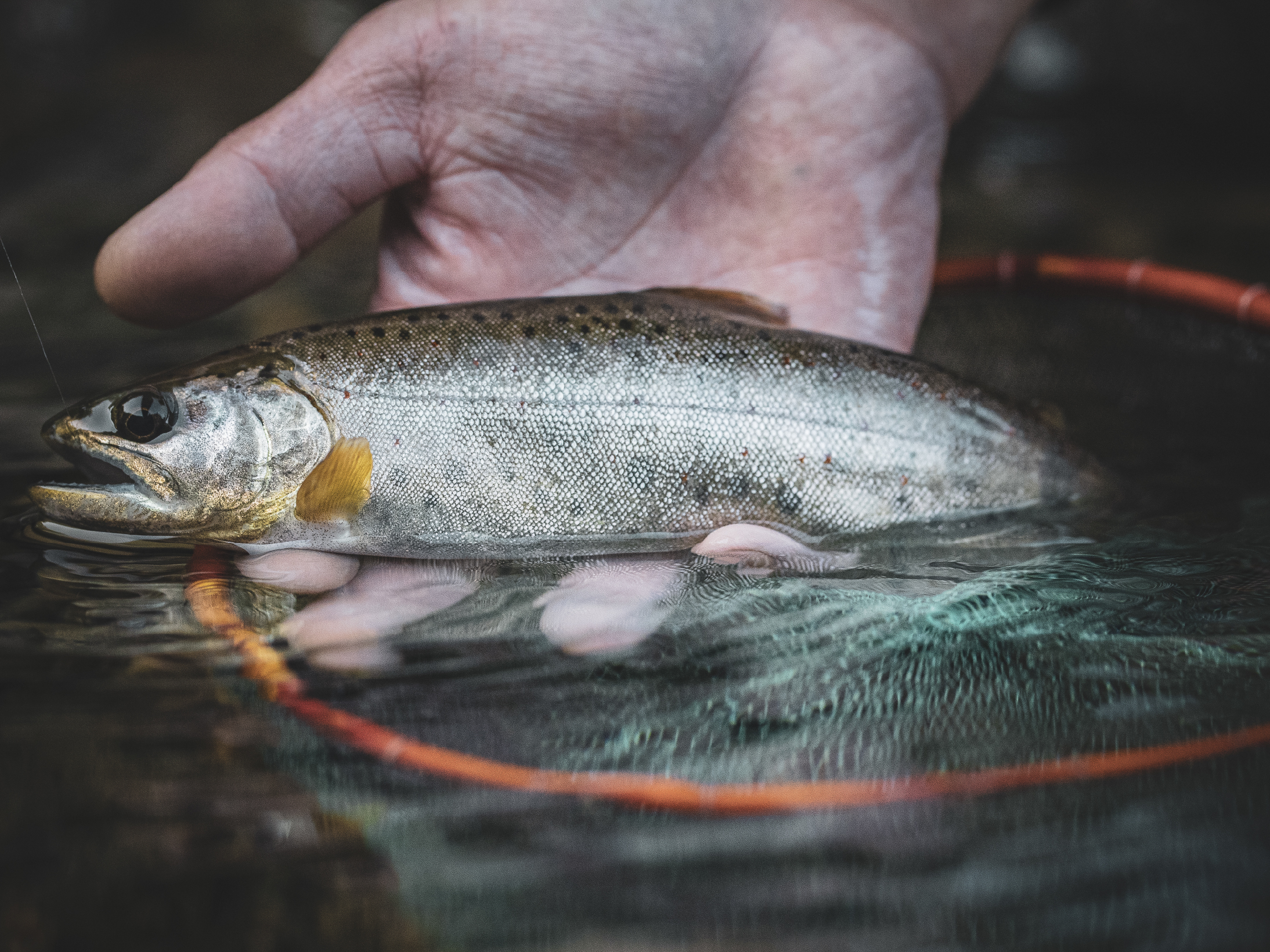 がま渓流 マルチフレックス 本流ゼロリーダー2 | がまかつ