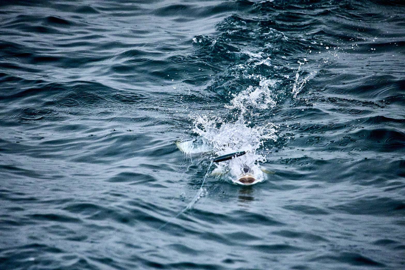 ヒラマサとのファイト