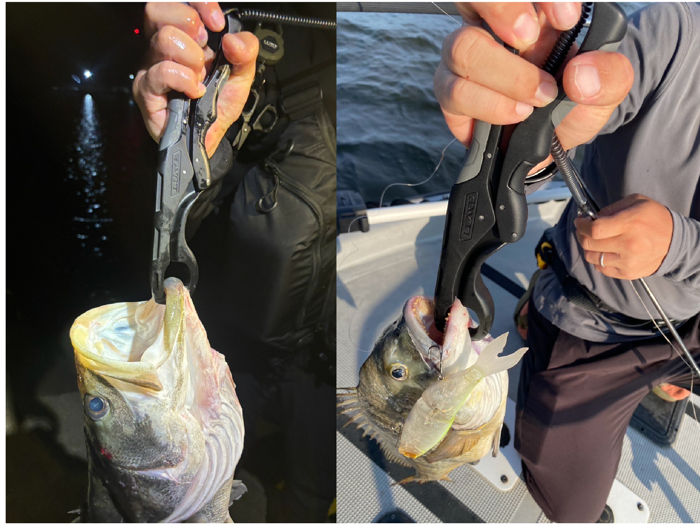 フィッシュグリップ 25cm LE149 | がまかつ